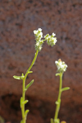 Cryptantha dumetorum