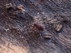 Ptenothrix italica