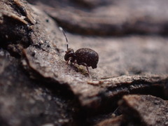 Ptenothrix italica