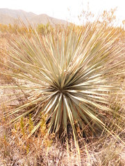 Dasylirion berlandieri