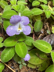 Episcia lilacina