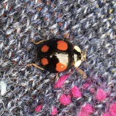 Harmonia axyridis