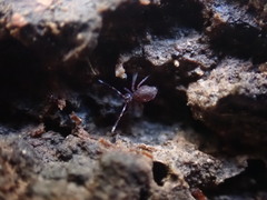 Ptenothrix italica