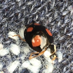 Harmonia axyridis
