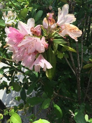 Rhododendron obtusum