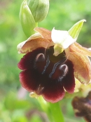 Ophrys mammosa
