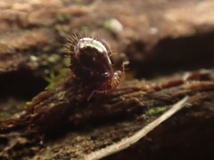Caprainea marginata