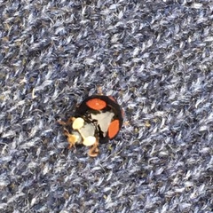 Harmonia axyridis