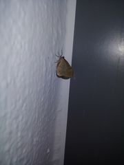 Lepidoptera