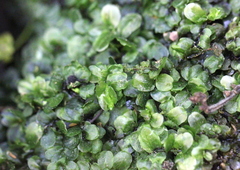 Jungermannia truncata