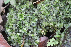 Jungermannia truncata