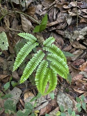Adiantum pyramidale