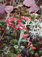 Cladonia coccifera