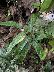 Adiantum pyramidale