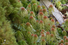 Sphagnum cuspidatulum