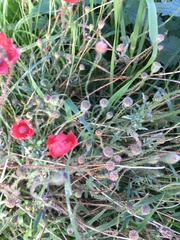 Papaver rhoeas