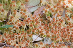 Sphagnum cuspidatulum