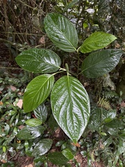 Piper glabrescens