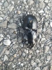 Pasimachus marginatus