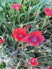 Papaver rhoeas