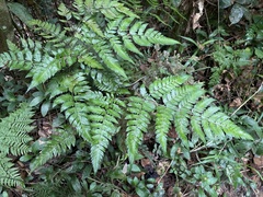 Polystichopsis chaerophylloides