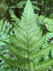 Polystichopsis chaerophylloides