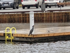 Phalacrocorax carbo