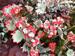 Cladonia coccifera