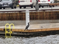 Phalacrocorax carbo