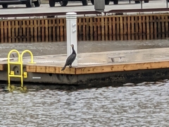 Phalacrocorax carbo