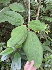Miconia serrulata