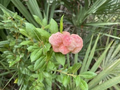 Exobasidium ferrugineae