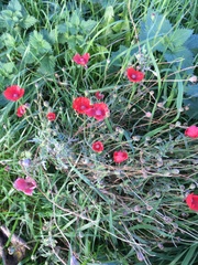 Papaver rhoeas