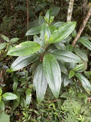 Miconia tetrandra
