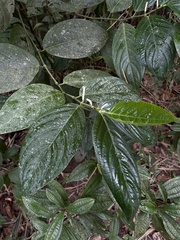 Piper glabrescens