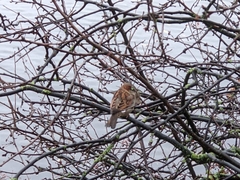 Passer domesticus