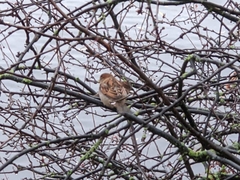 Passer domesticus