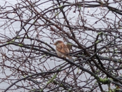 Passer domesticus