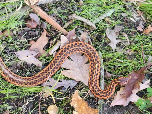 Eastern Garter Snake photographed in Virginia