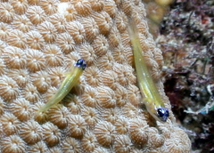 Coryphopterus lipernes