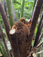 Alsophila portoricensis