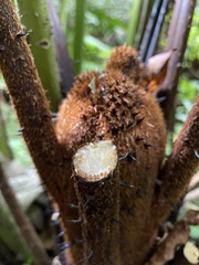 Alsophila portoricensis