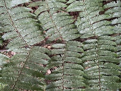 Alsophila portoricensis