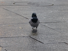 Corvus cornix