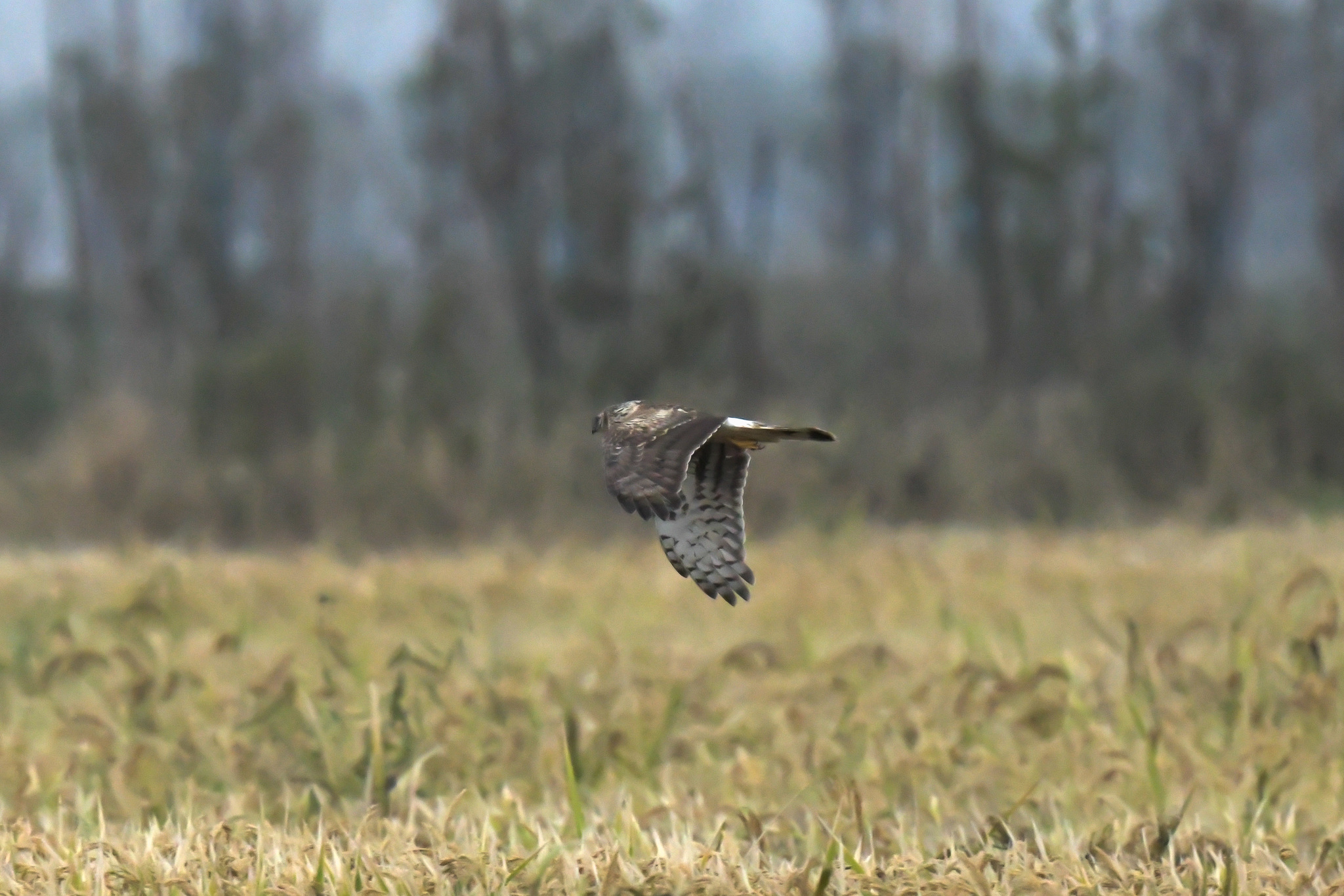 Hen Harrier