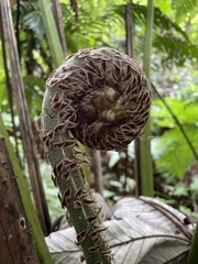 Cyathea horrida