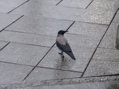 Corvus cornix