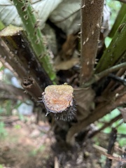 Cyathea horrida