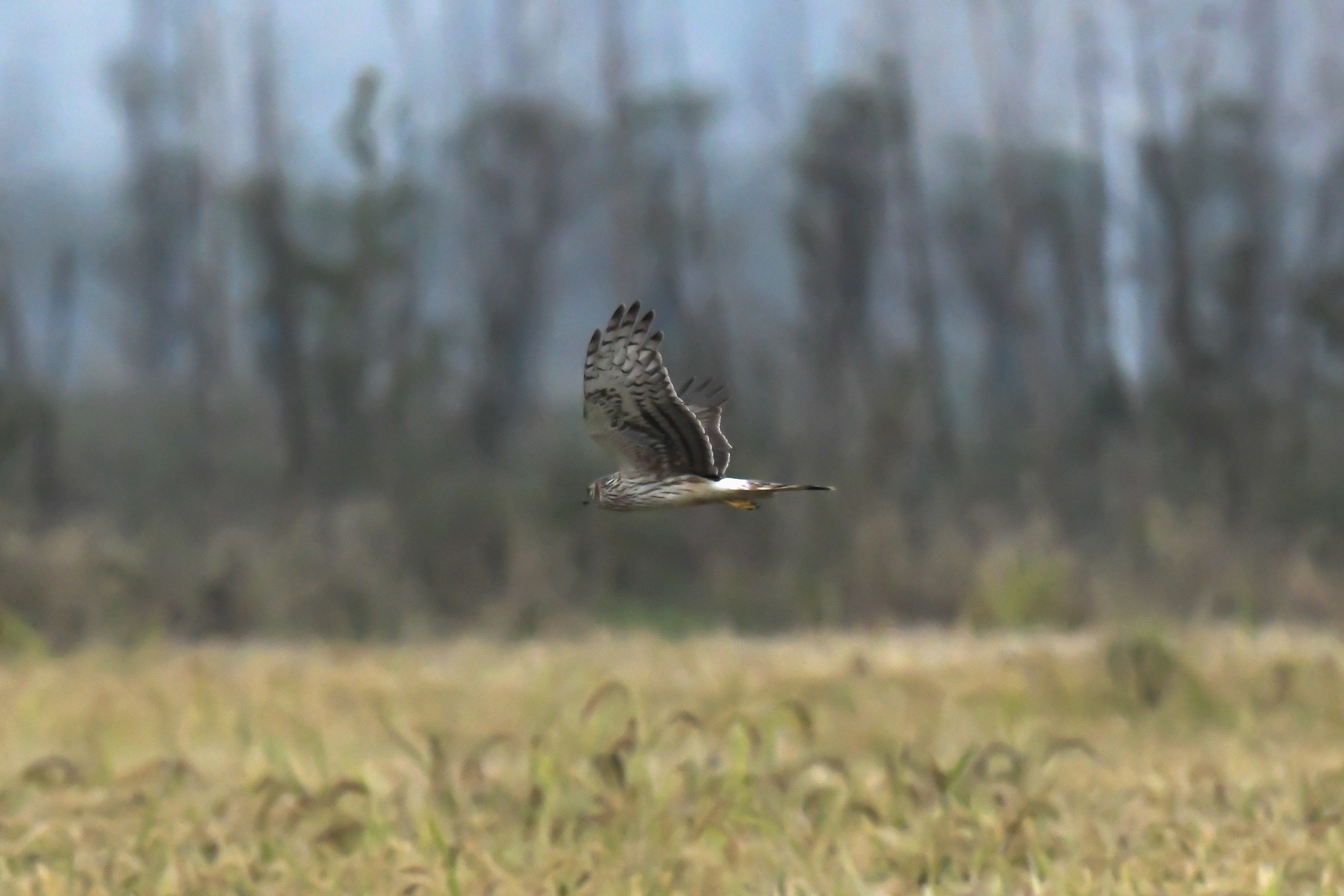 Hen Harrier