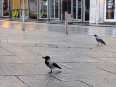 Corvus cornix